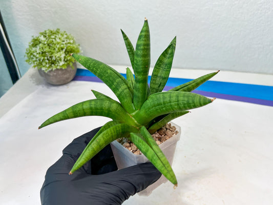 Sansevieria Fighter/Ch17023 (#AC12) | Imported Snake Plants