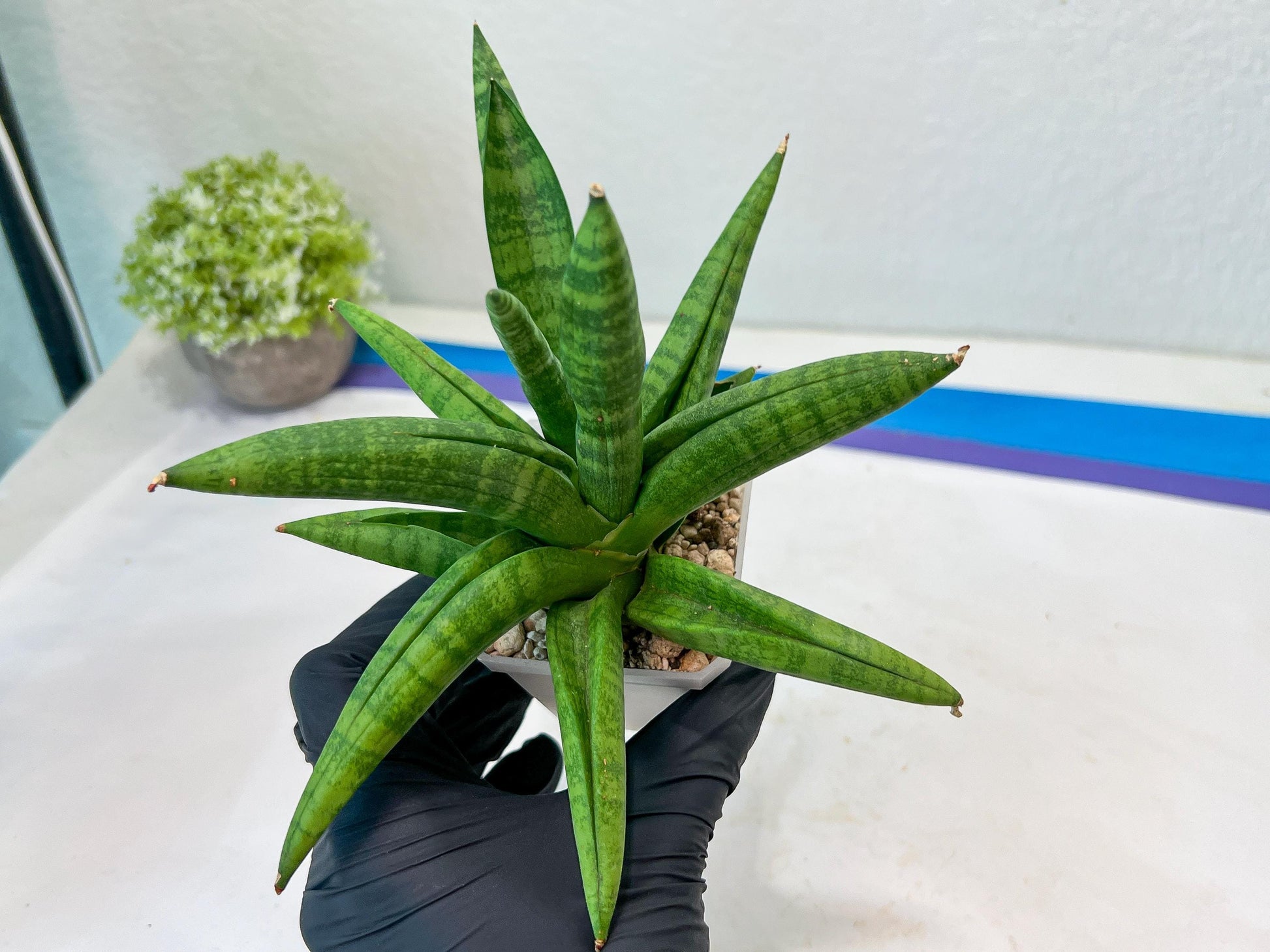Sansevieria Fighter/Ch17023 (#AC12) | Imported Snake Plants