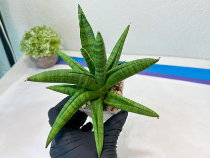 Sansevieria Fighter/Ch17023 (#AC12) | Imported Snake Plants