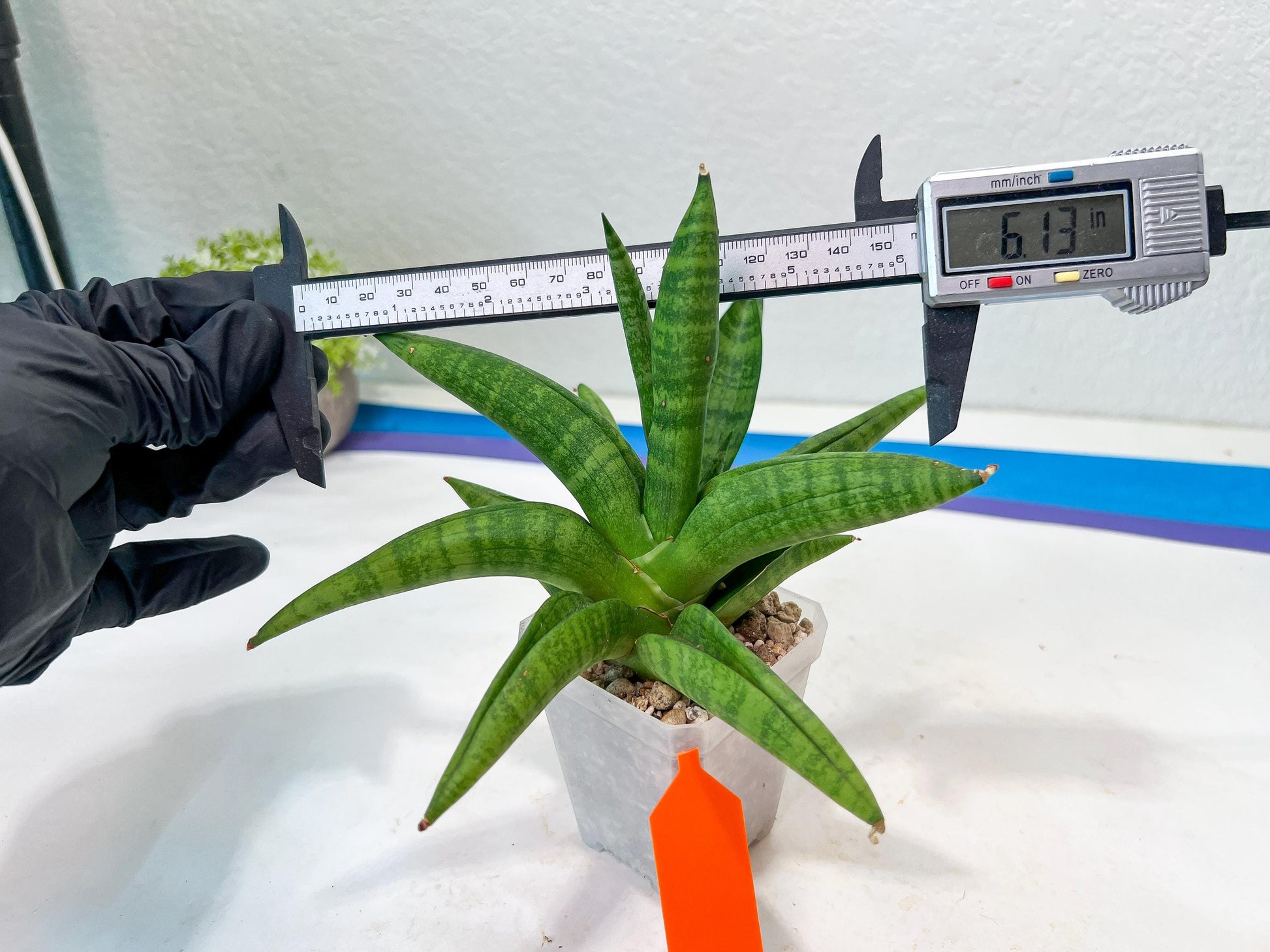 Sansevieria Fighter/Ch17023 (#AC12) | Imported Snake Plants