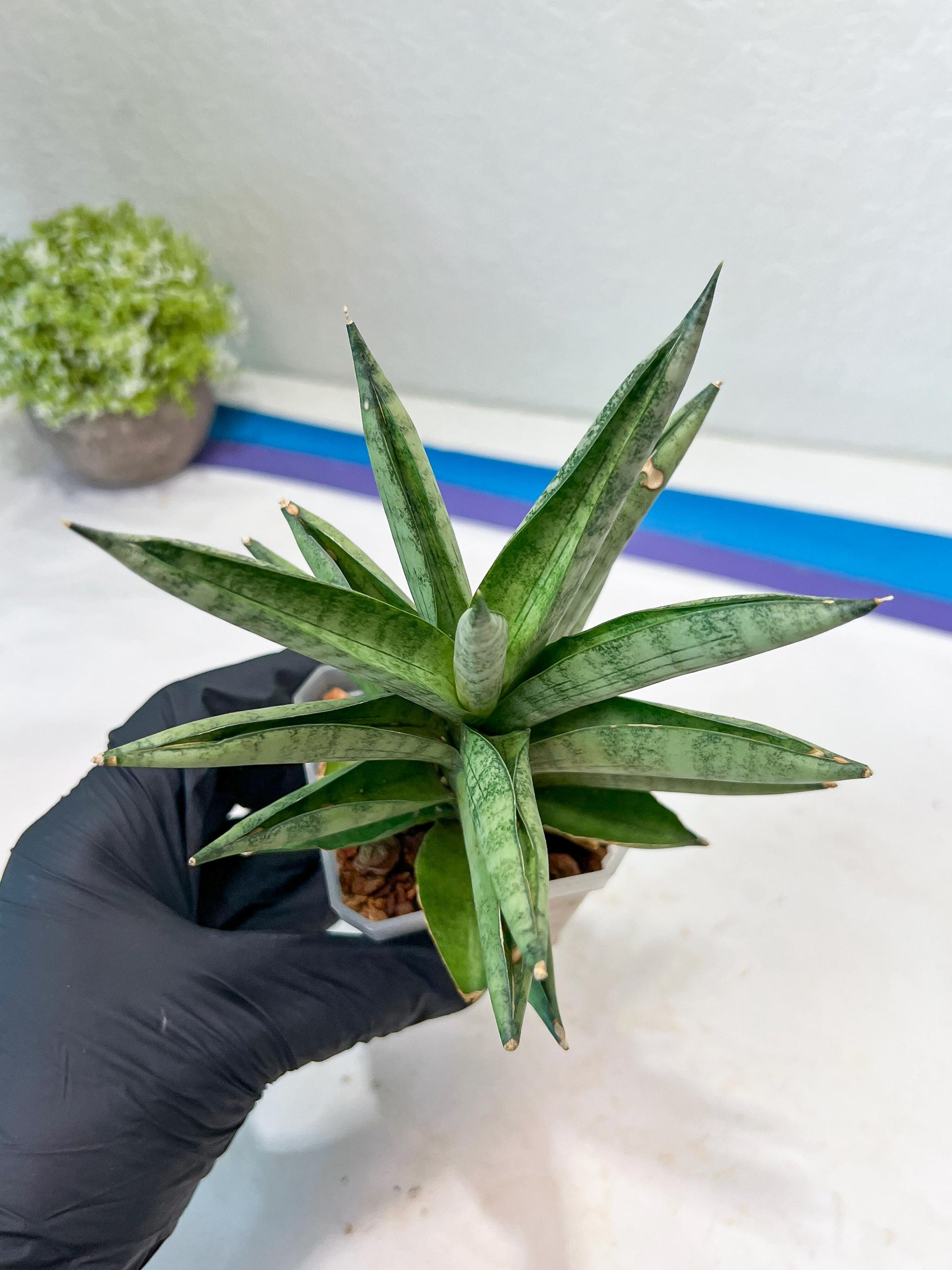 Sansevieria Soda (#A3) | Imported Plants