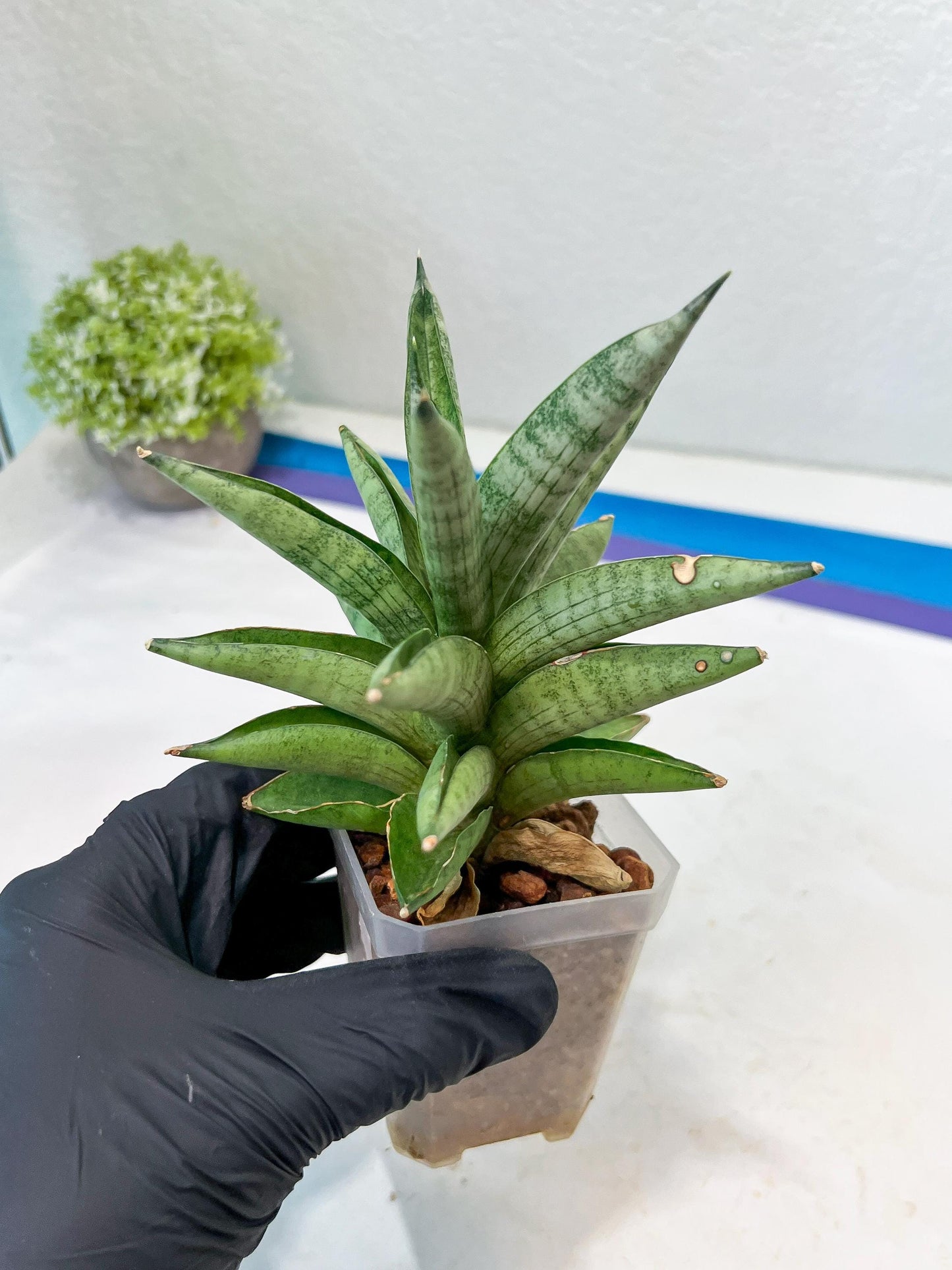 Sansevieria Soda (#A3) | Imported Plants