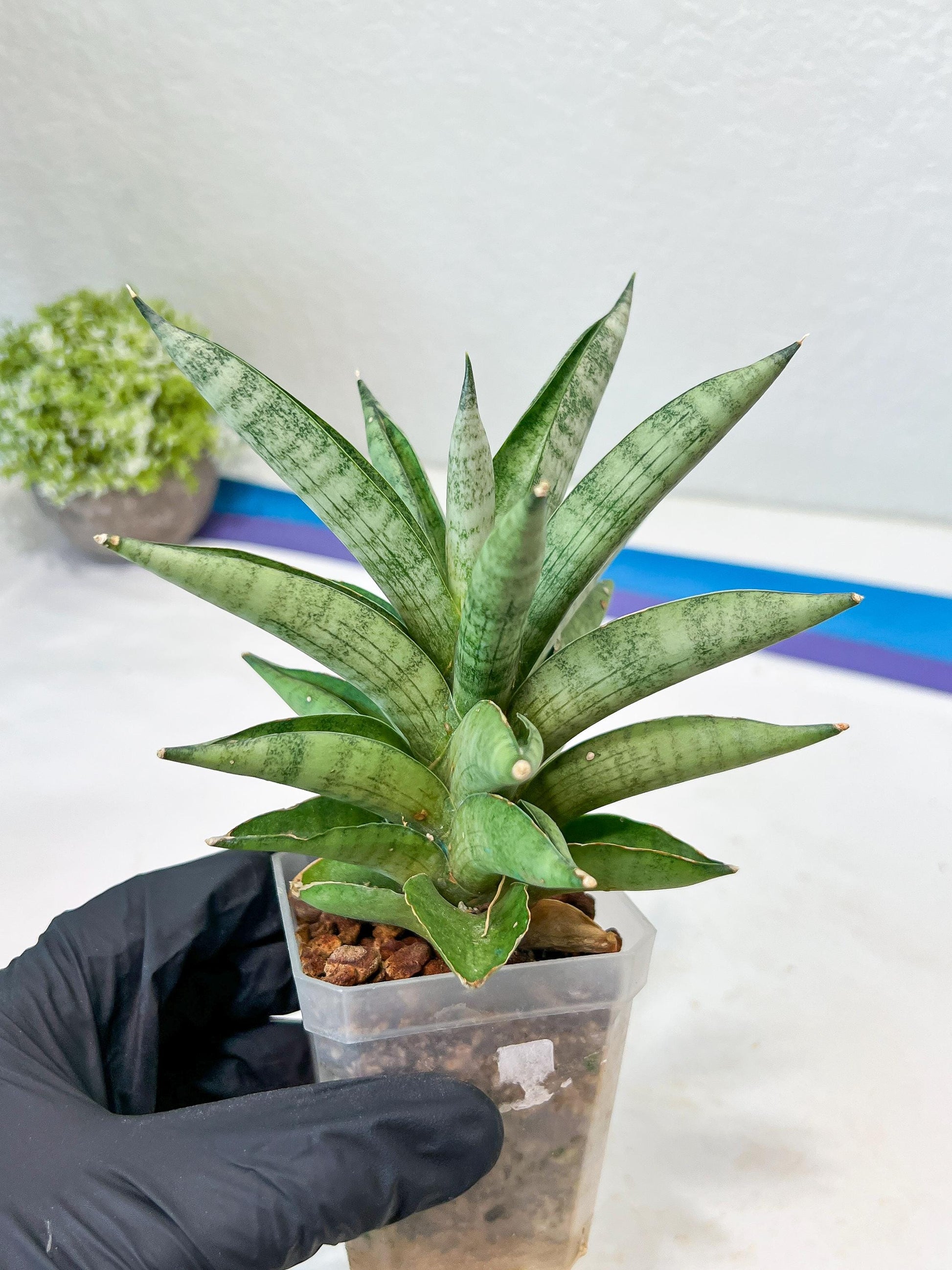 Sansevieria Soda (#A3) | Imported Plants