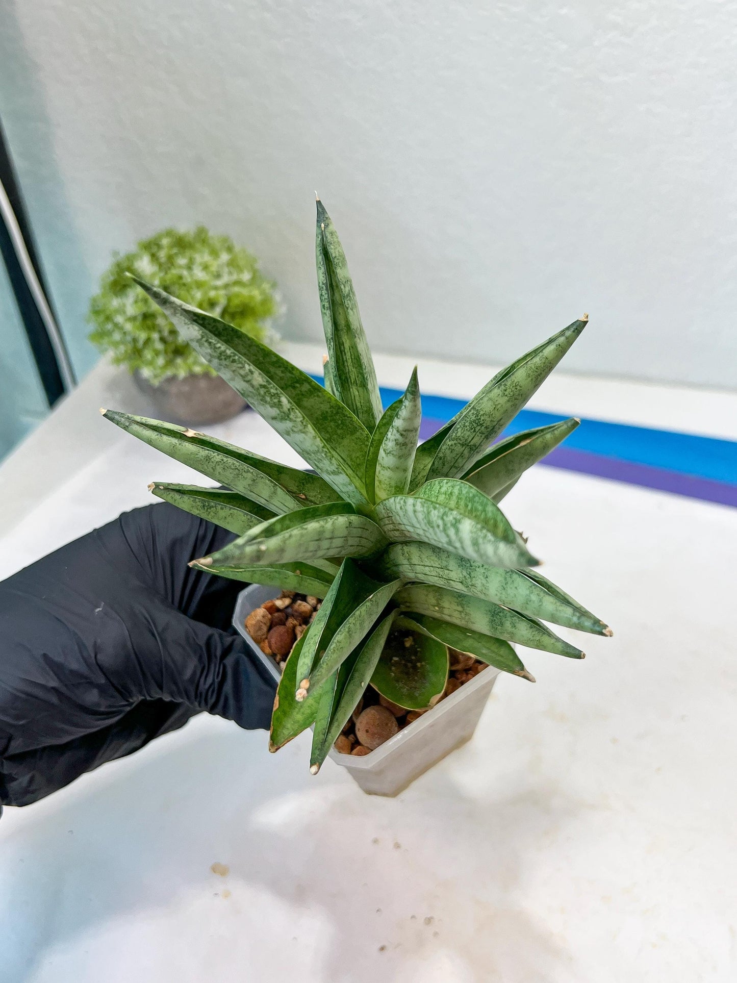 Sansevieria Soda (#A3) | Imported Plants