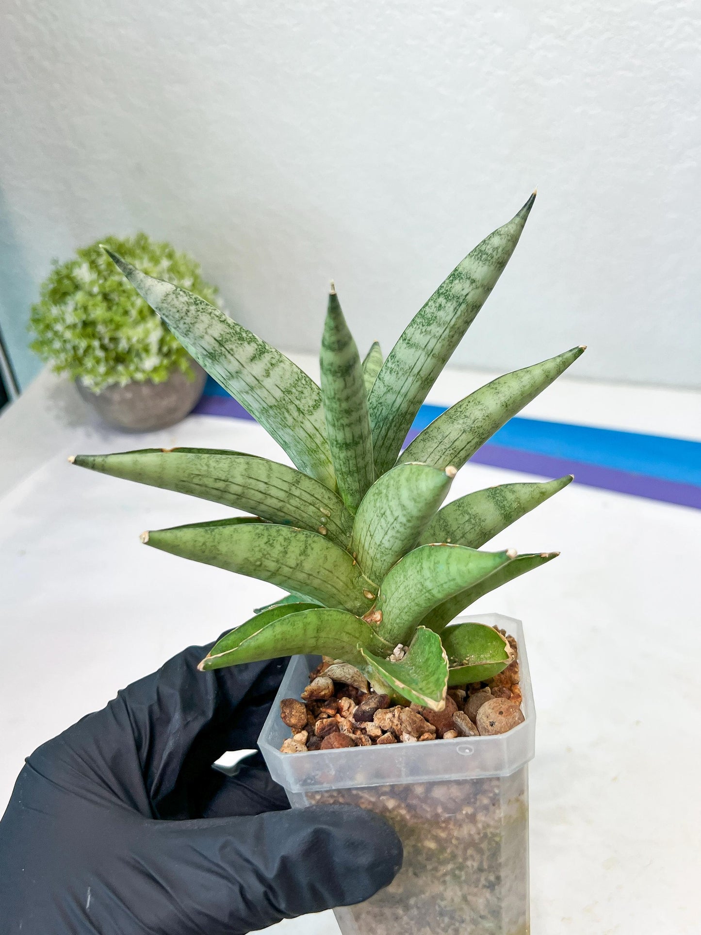 Sansevieria Soda (#A3) | Imported Plants