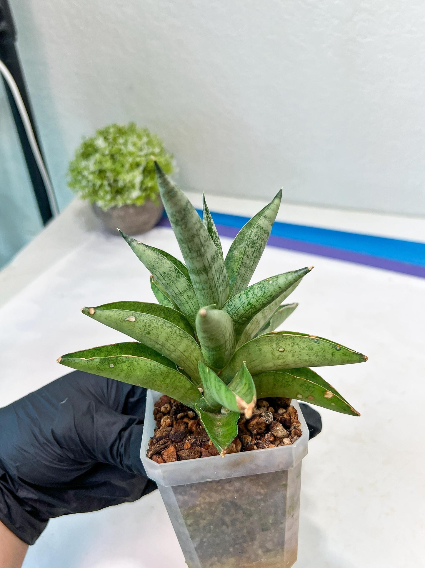 Sansevieria Soda (#A3) | Minor damage