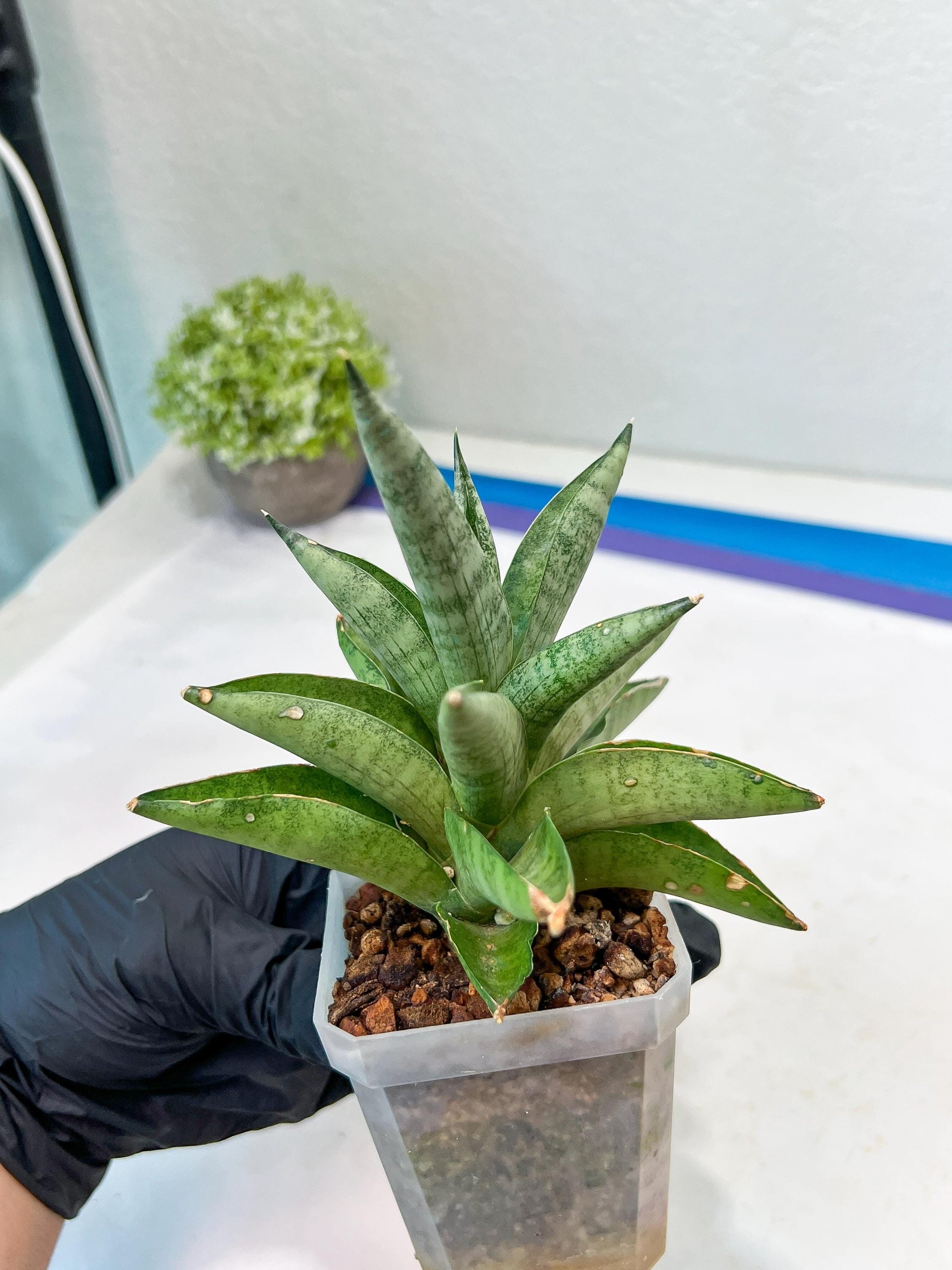 Sansevieria Soda (#A3) | Minor damage