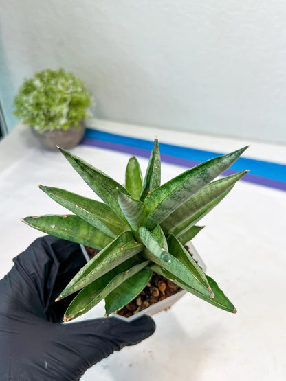 Sansevieria Soda (#A3) | Minor damage