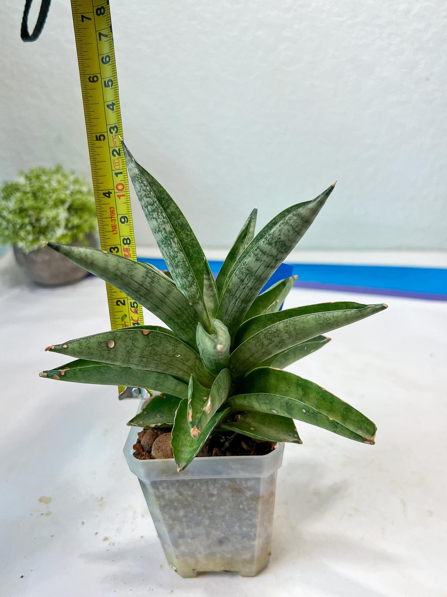 Sansevieria Soda (#A3) | Minor damage