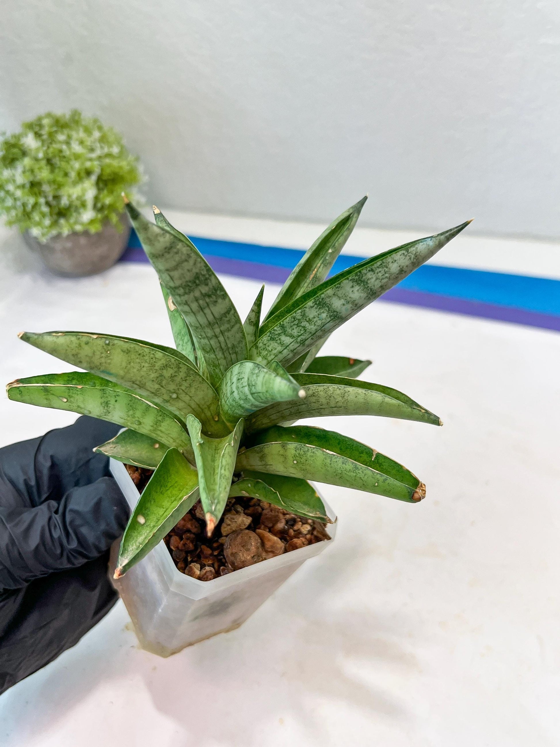 Sansevieria Soda (#A3) | Minor damage