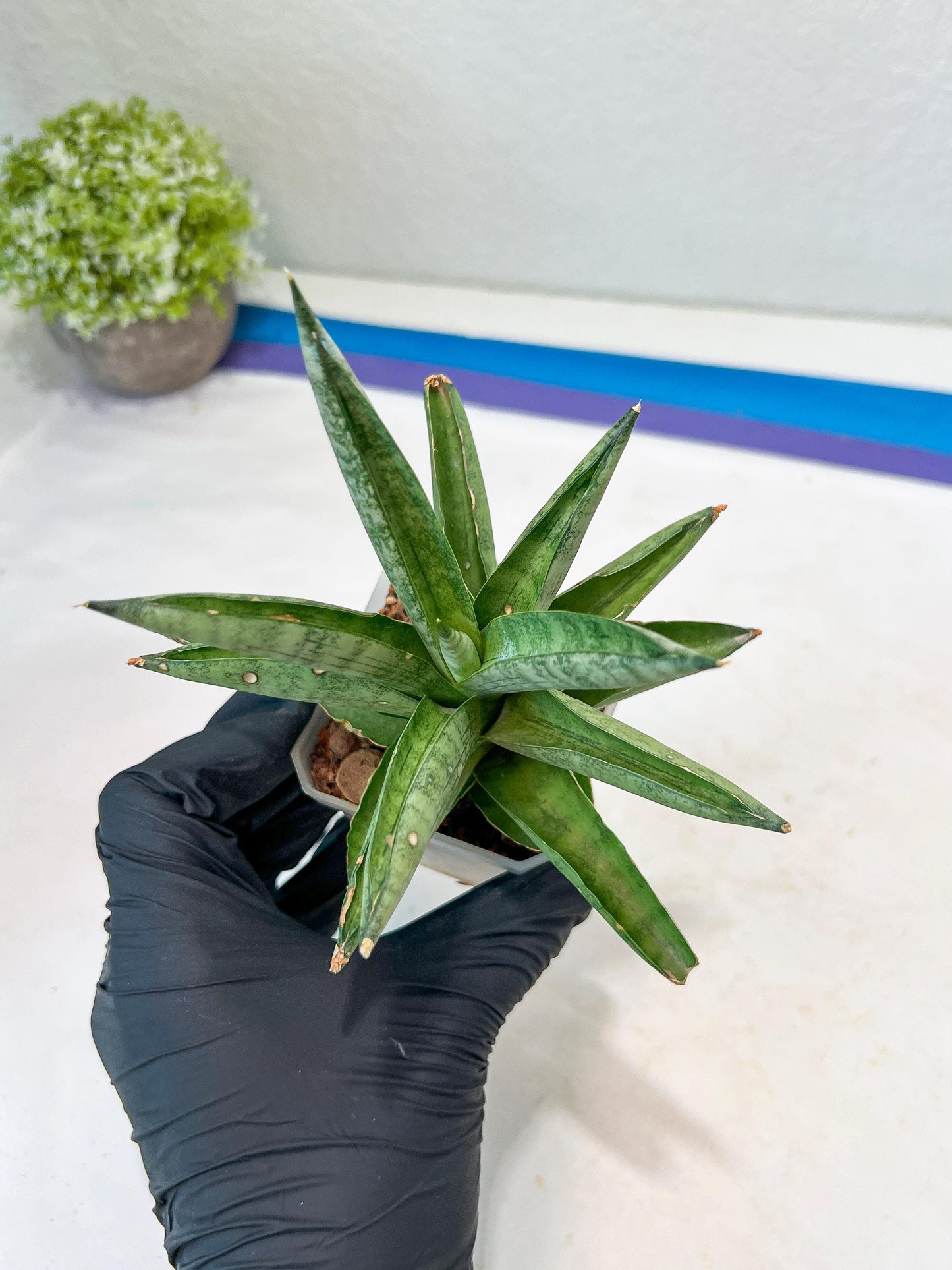 Sansevieria Soda (#A3) | Minor damage
