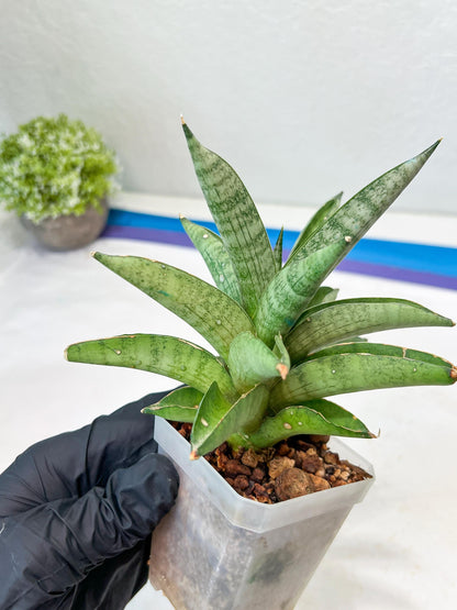 Sansevieria Soda (#A3) | Minor damage