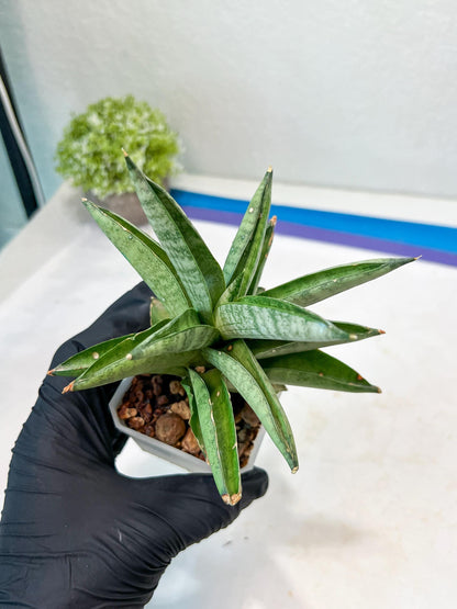 Sansevieria Soda (#A3) | Minor damage