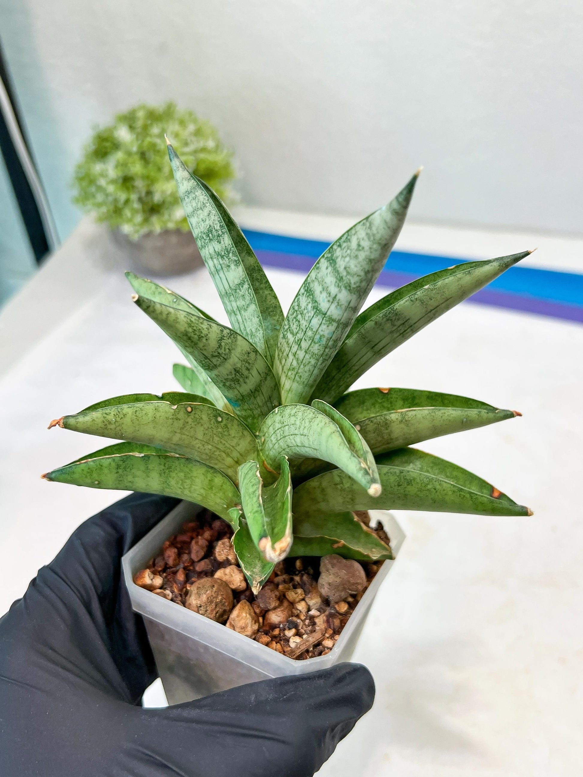 Sansevieria Soda (#A3) | Minor damage