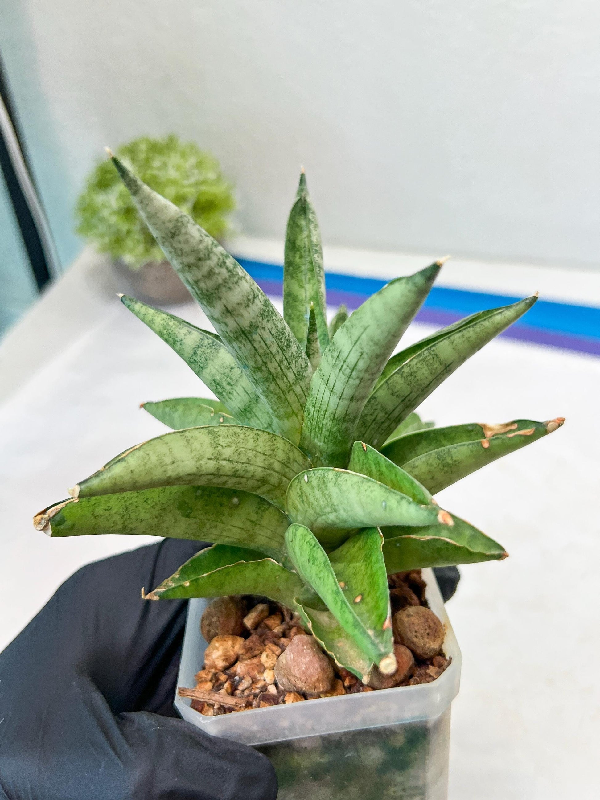 Sansevieria Soda (#A3) | Minor damage
