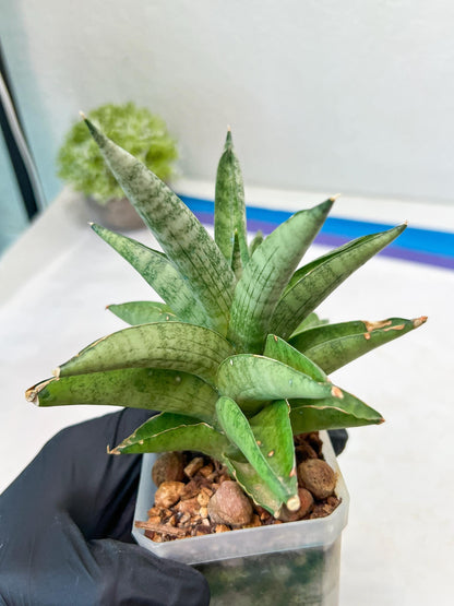 Sansevieria Soda (#A3) | Minor damage