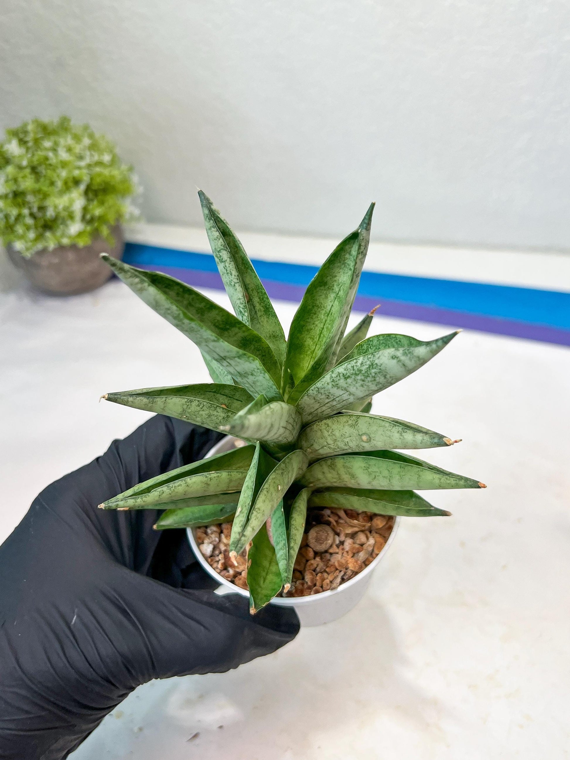Sansevieria Soda (#A3) | Imported Plants