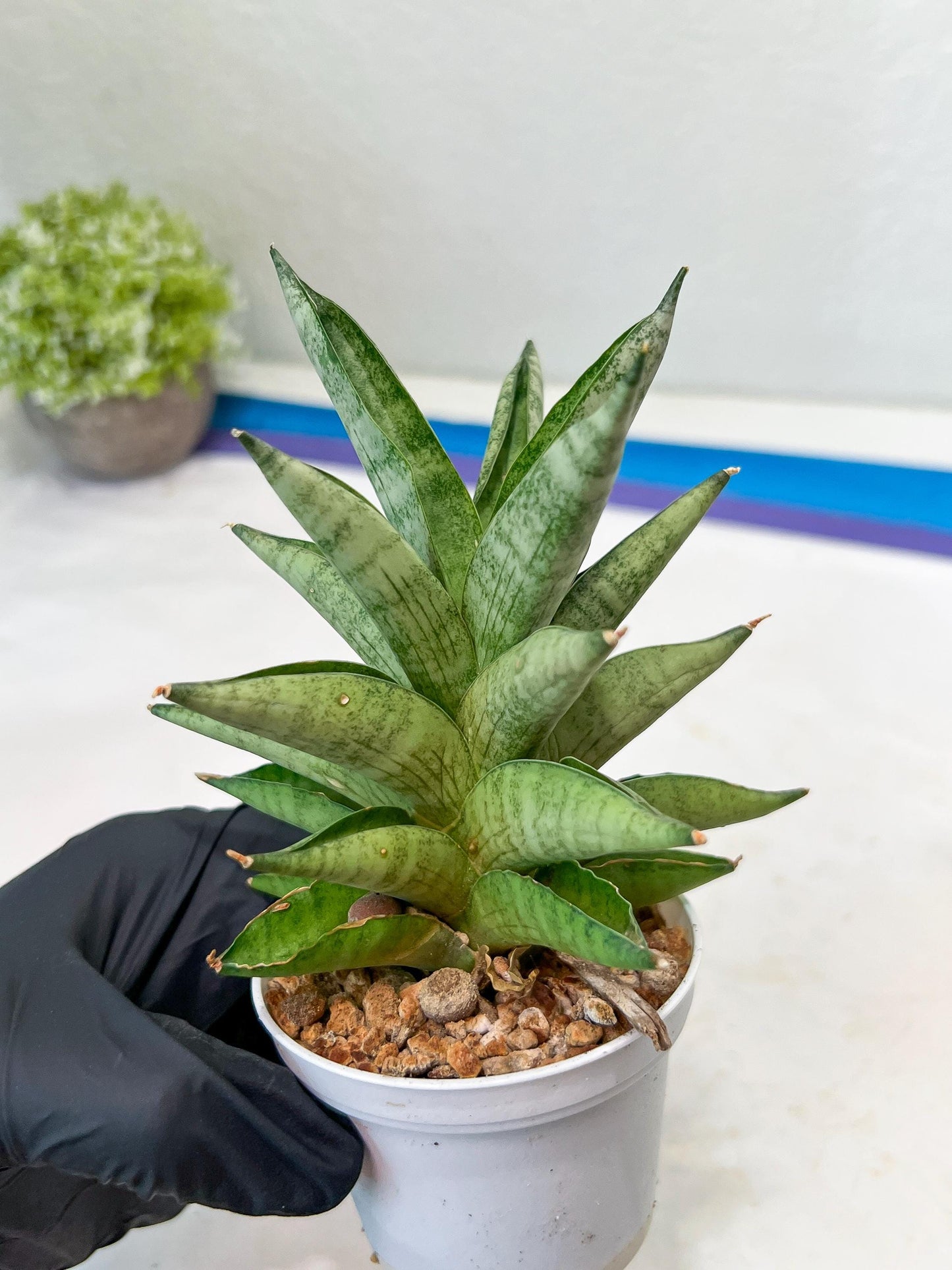 Sansevieria Soda (#A3) | Imported Plants