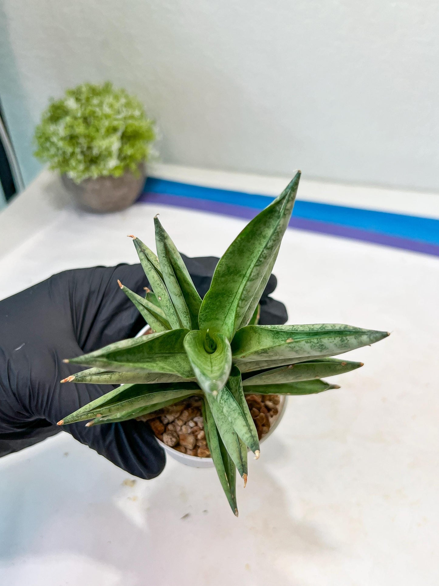 Sansevieria Soda (#A3) | Imported Plants