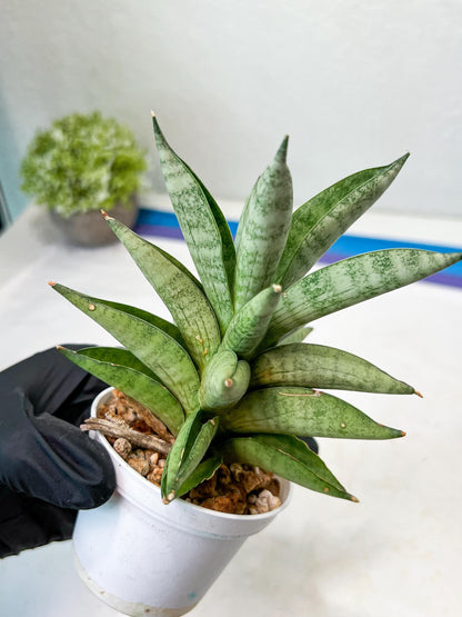 Sansevieria Soda (#A3) | Imported Plants