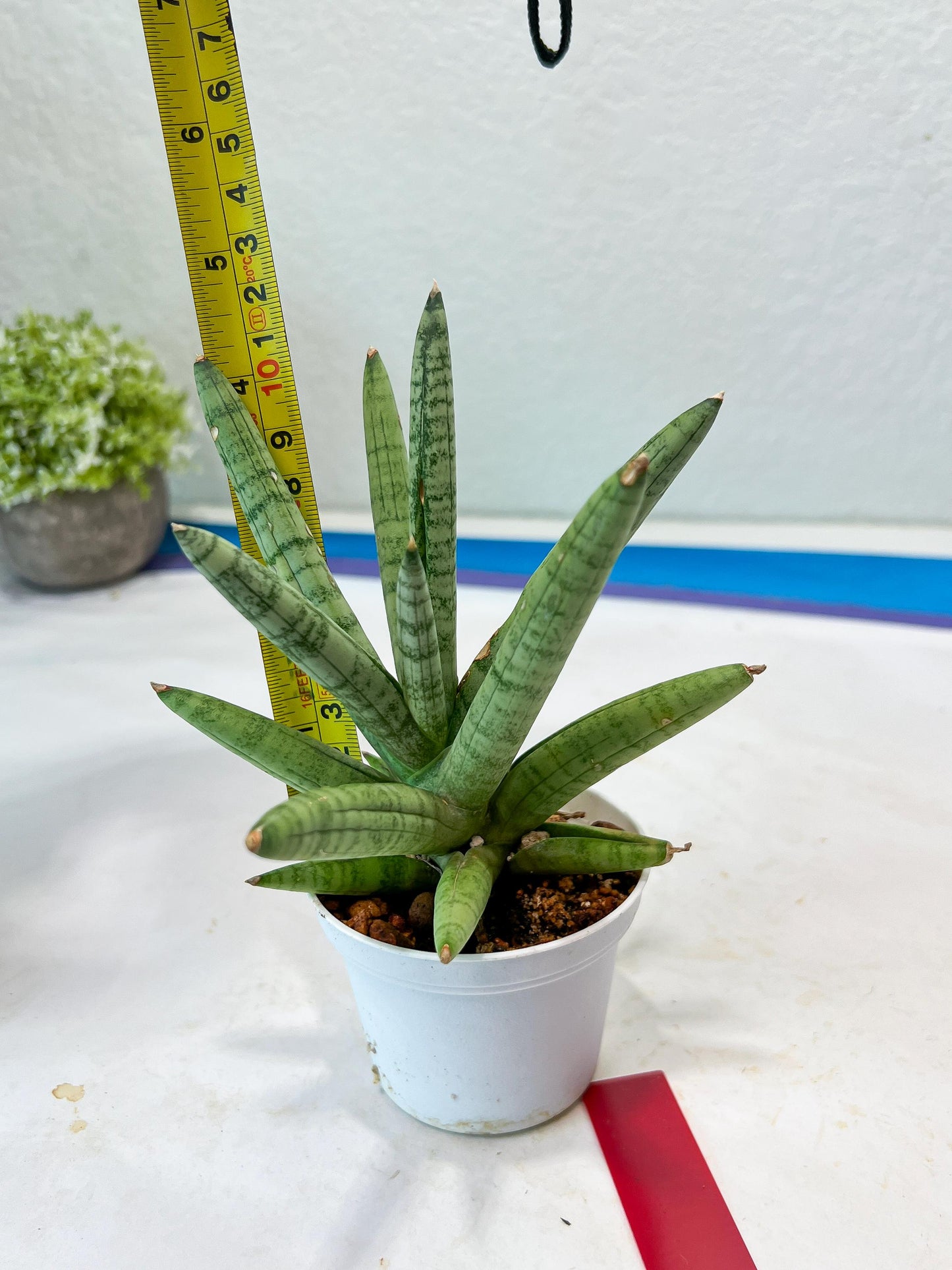 Sansevieria Snow Boy (AC16) | Imported Plants