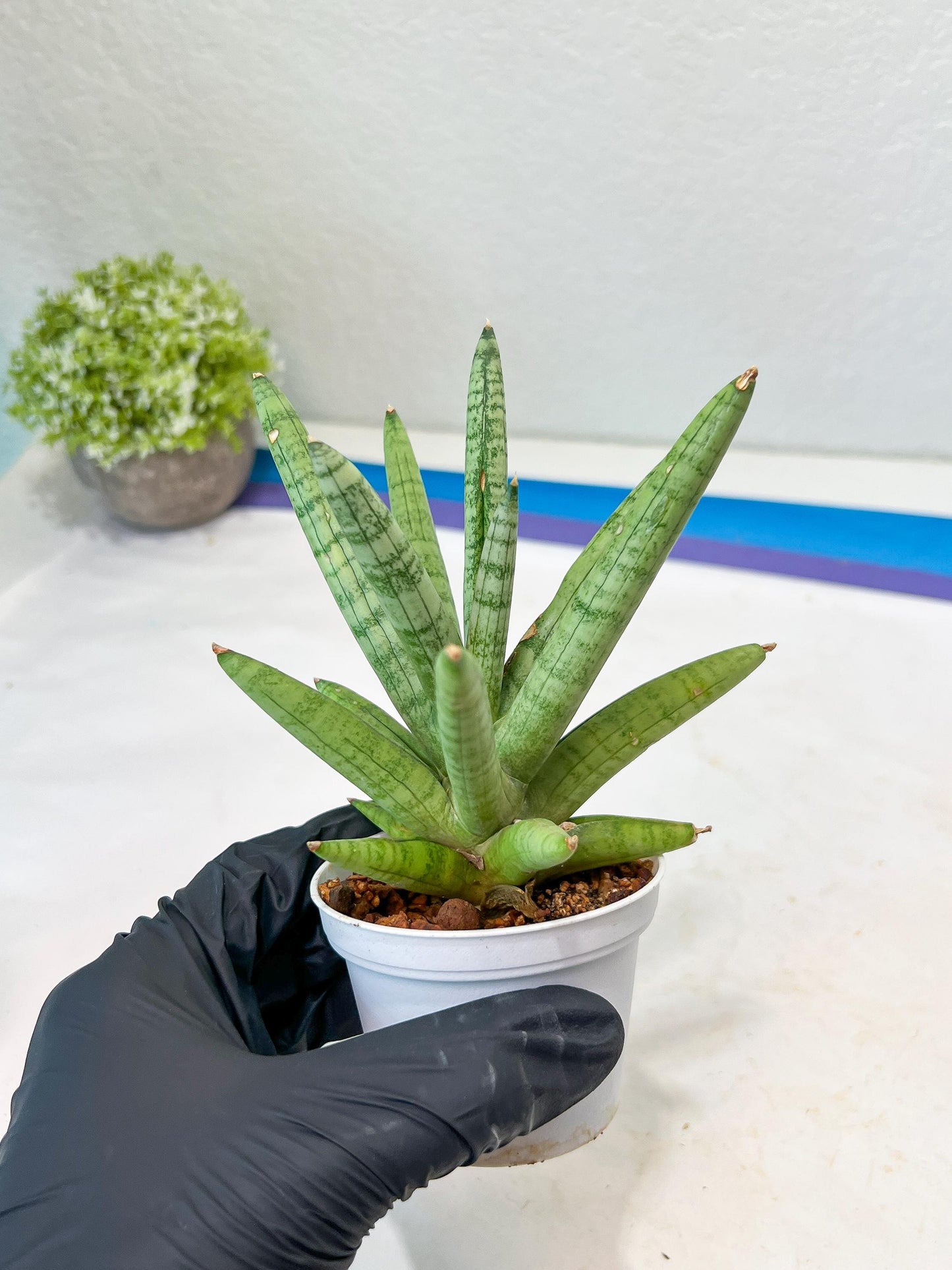 Sansevieria Snow Boy (AC16) | Imported Plants