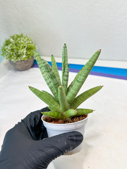 Sansevieria Snow Boy (AC16) | Imported Plants