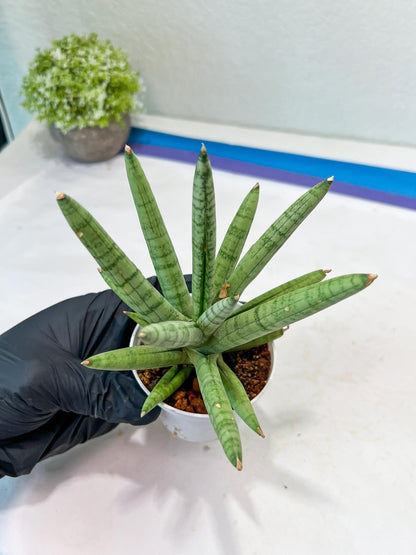 Sansevieria Snow Boy (AC16) | Imported Plants