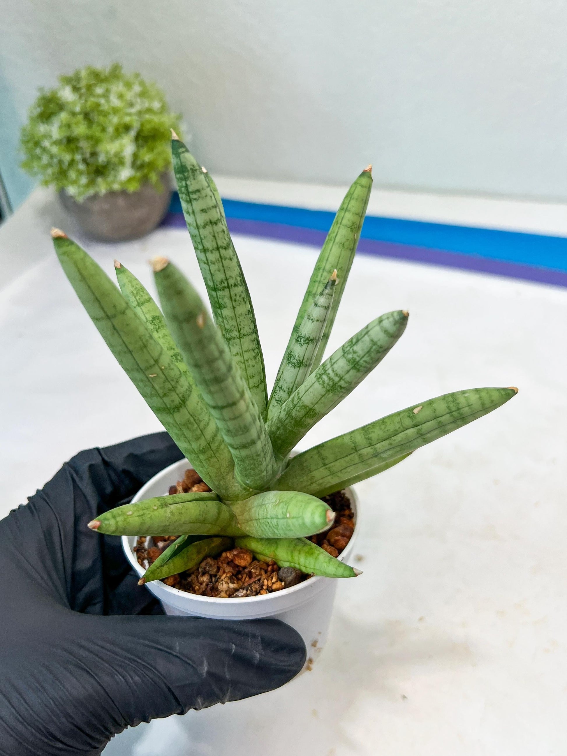 Sansevieria Snow Boy (AC16) | Imported Plants