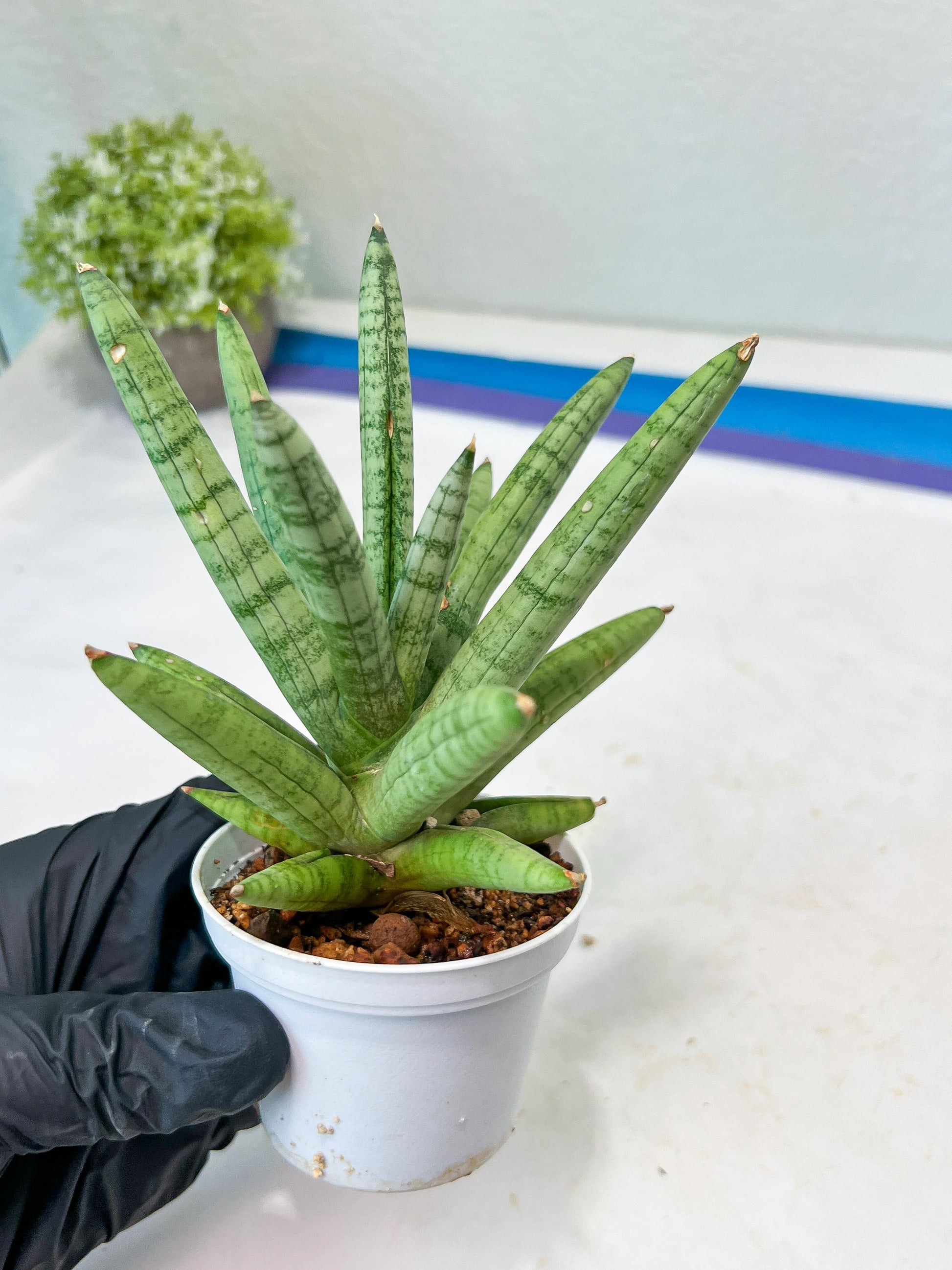 Sansevieria Snow Boy (AC16) | Imported Plants