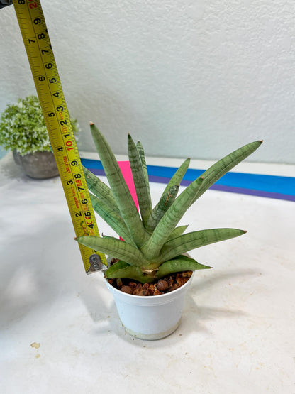 Sansevieria Snow Boy (AC16) | Imported Plants