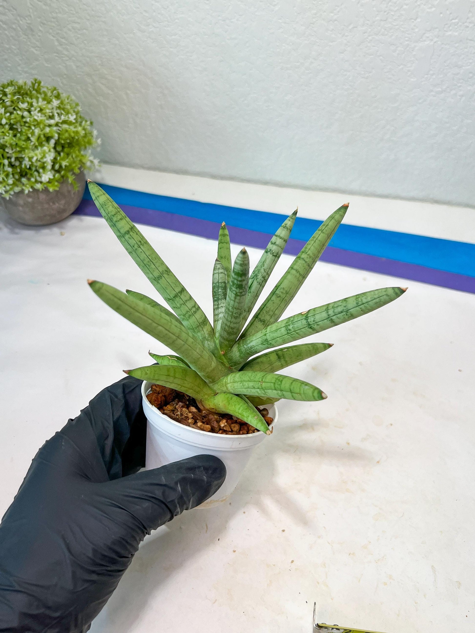 Sansevieria Snow Boy (AC16) | Imported Plants