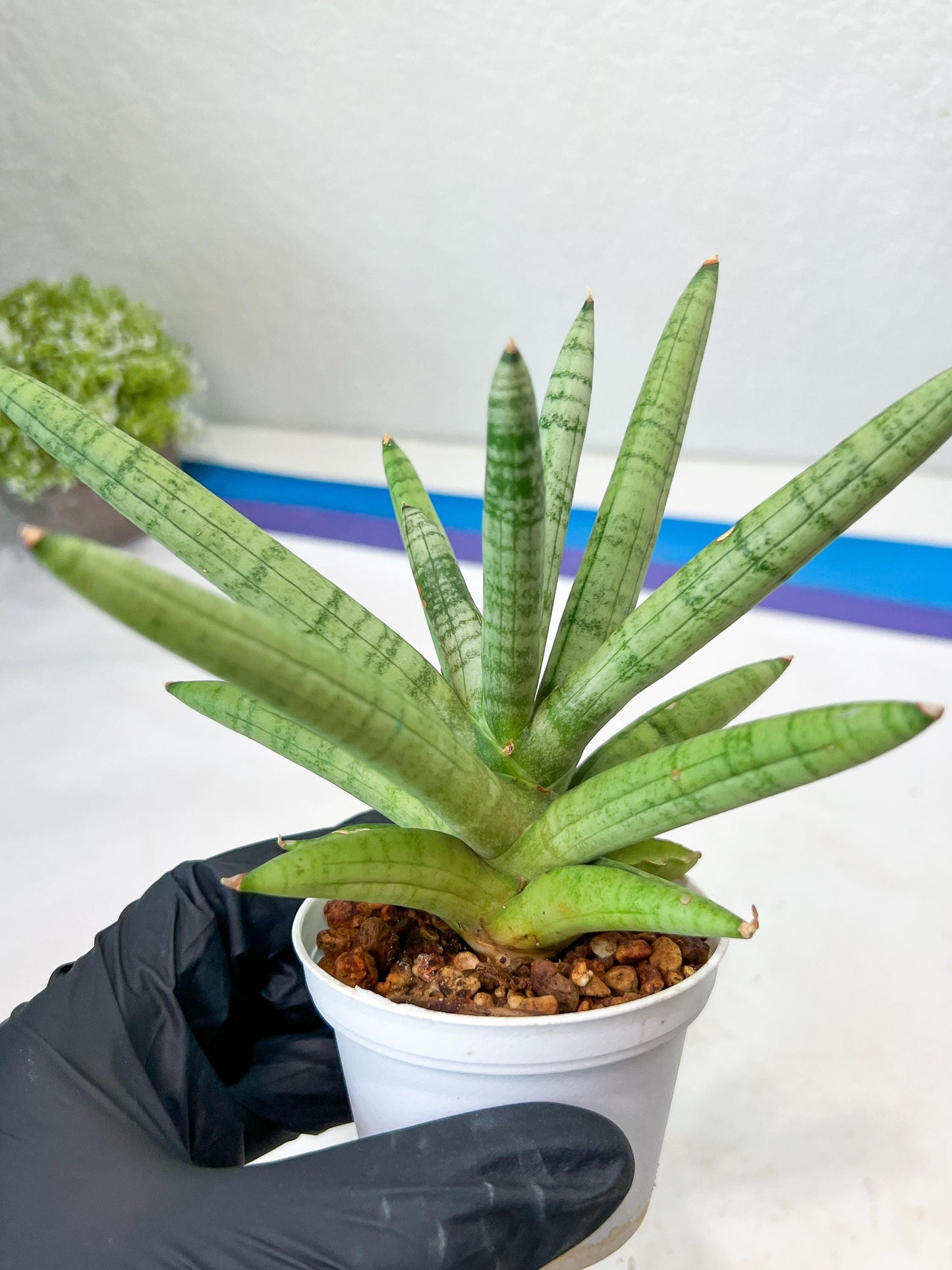 Sansevieria Snow Boy (AC16) | Imported Plants