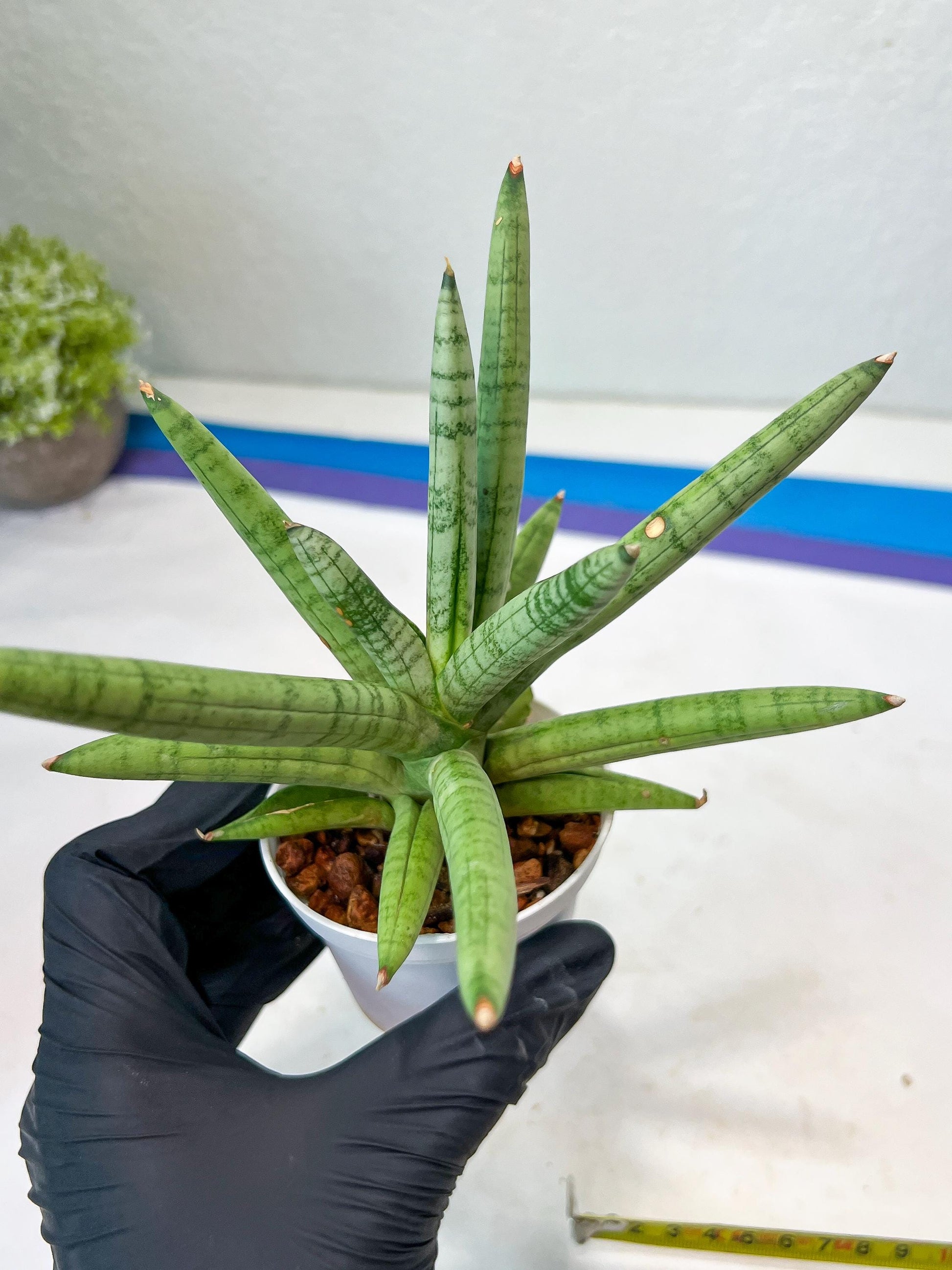 Sansevieria Snow Boy (AC16) | Imported Plants