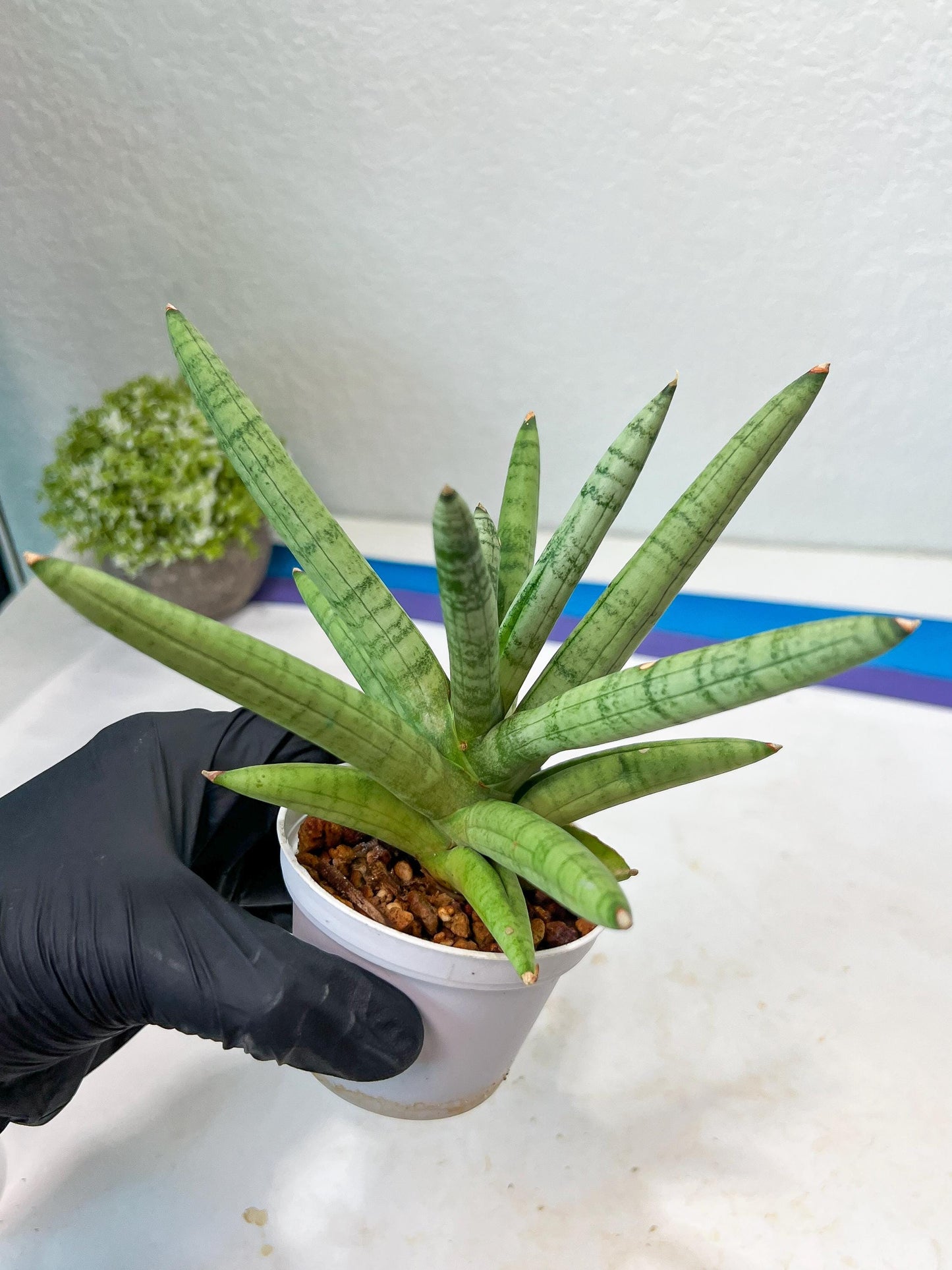 Sansevieria Snow Boy (AC16) | Imported Plants