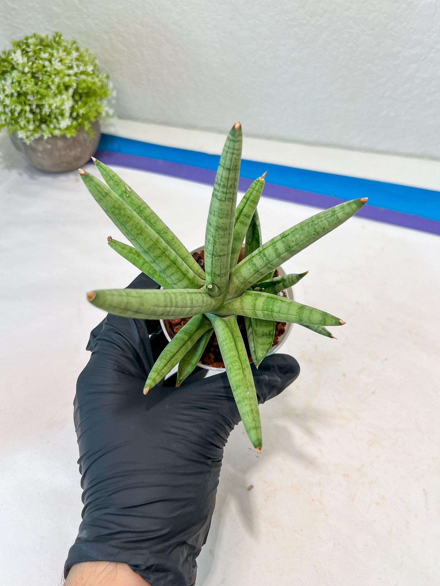 Sansevieria Snow Boy (AC16) | Imported Plants