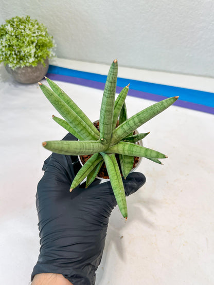 Sansevieria Snow Boy (AC16) | Imported Plants