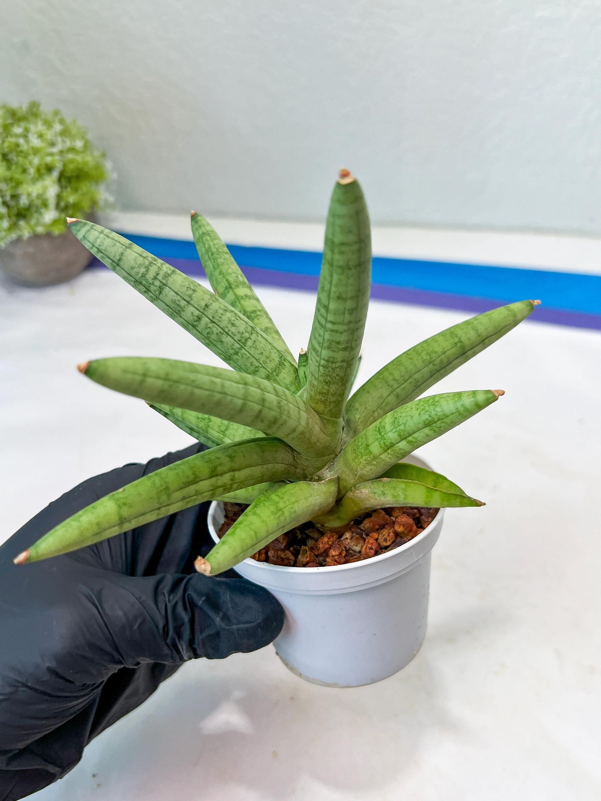 Sansevieria Snow Boy (AC16) | Imported Plants