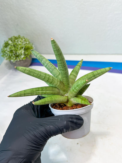 Sansevieria Snow Boy (AC16) | Imported Plants