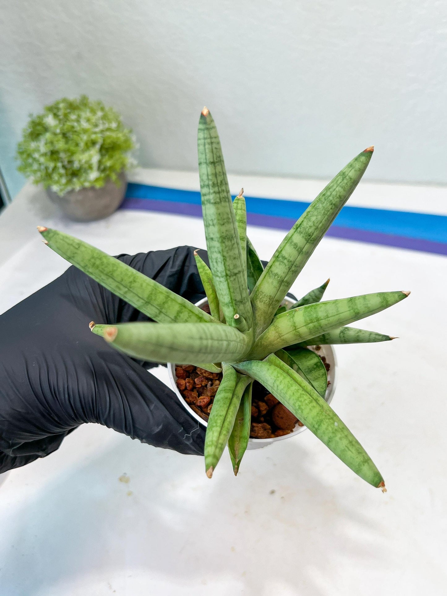 Sansevieria Snow Boy (AC16) | Imported Plants