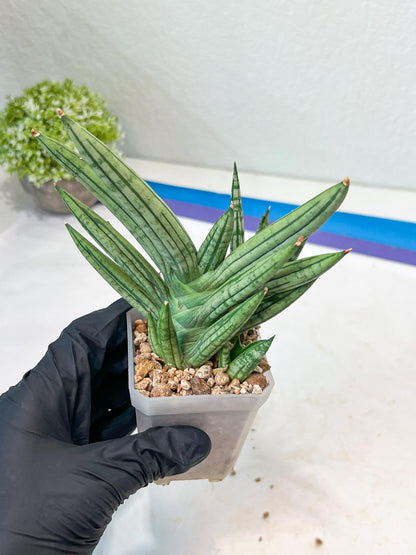 Sansevieria Zebra Tail (#AC19) | Imported Snake Plant