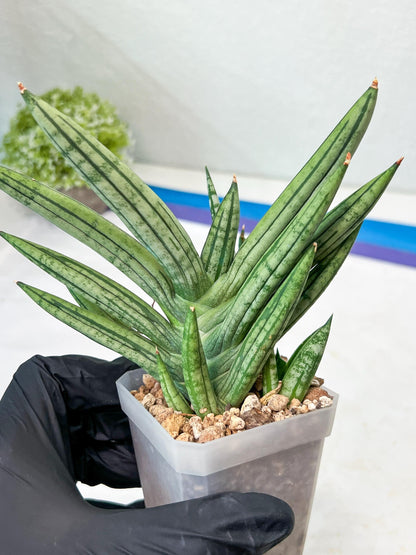 Sansevieria Zebra Tail (#AC19) | Imported Snake Plant