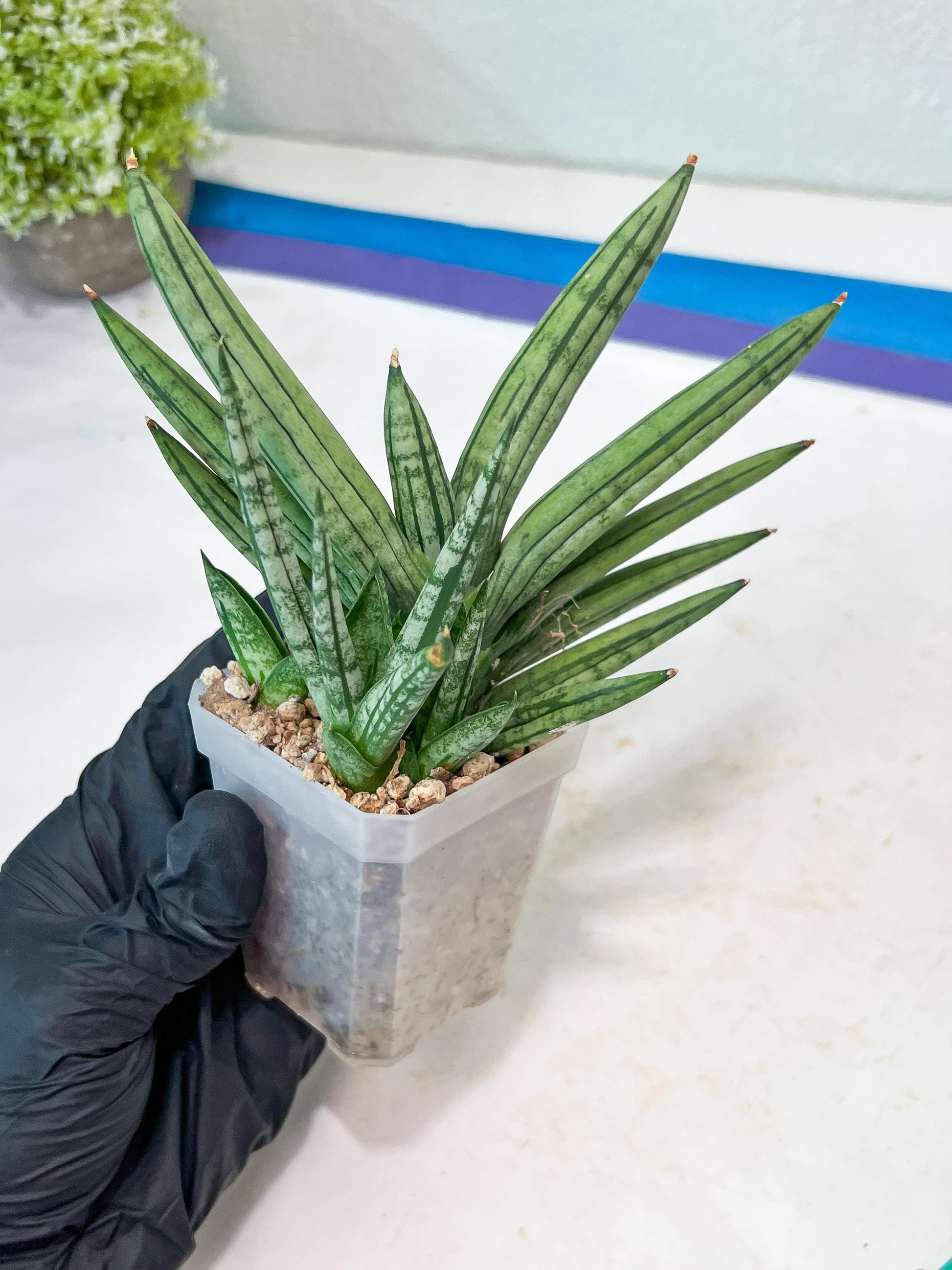 Sansevieria Zebra Tail (#AC19) | Imported Snake Plant