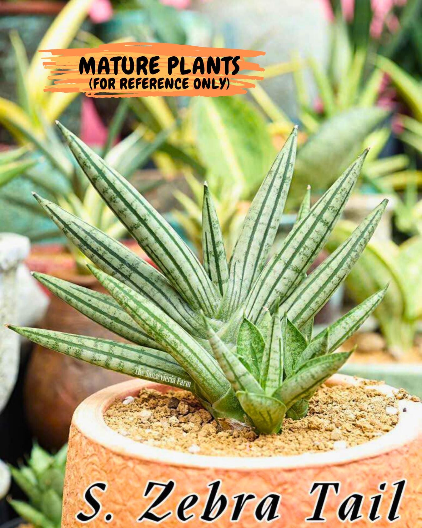 Sansevieria Zebra Tail (#AC19) | Imported Snake Plant