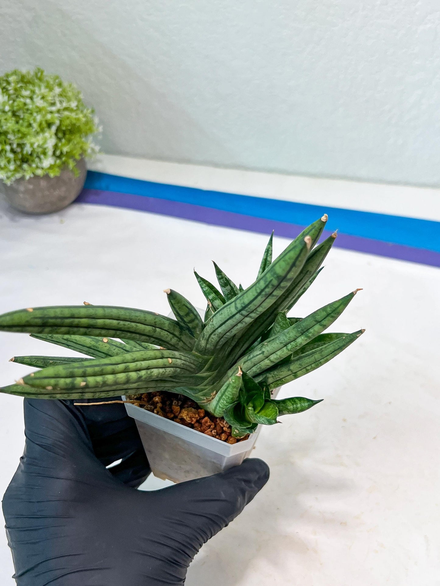 Sansevieria Zebra Tail (#AC19) | Imported Snake Plant