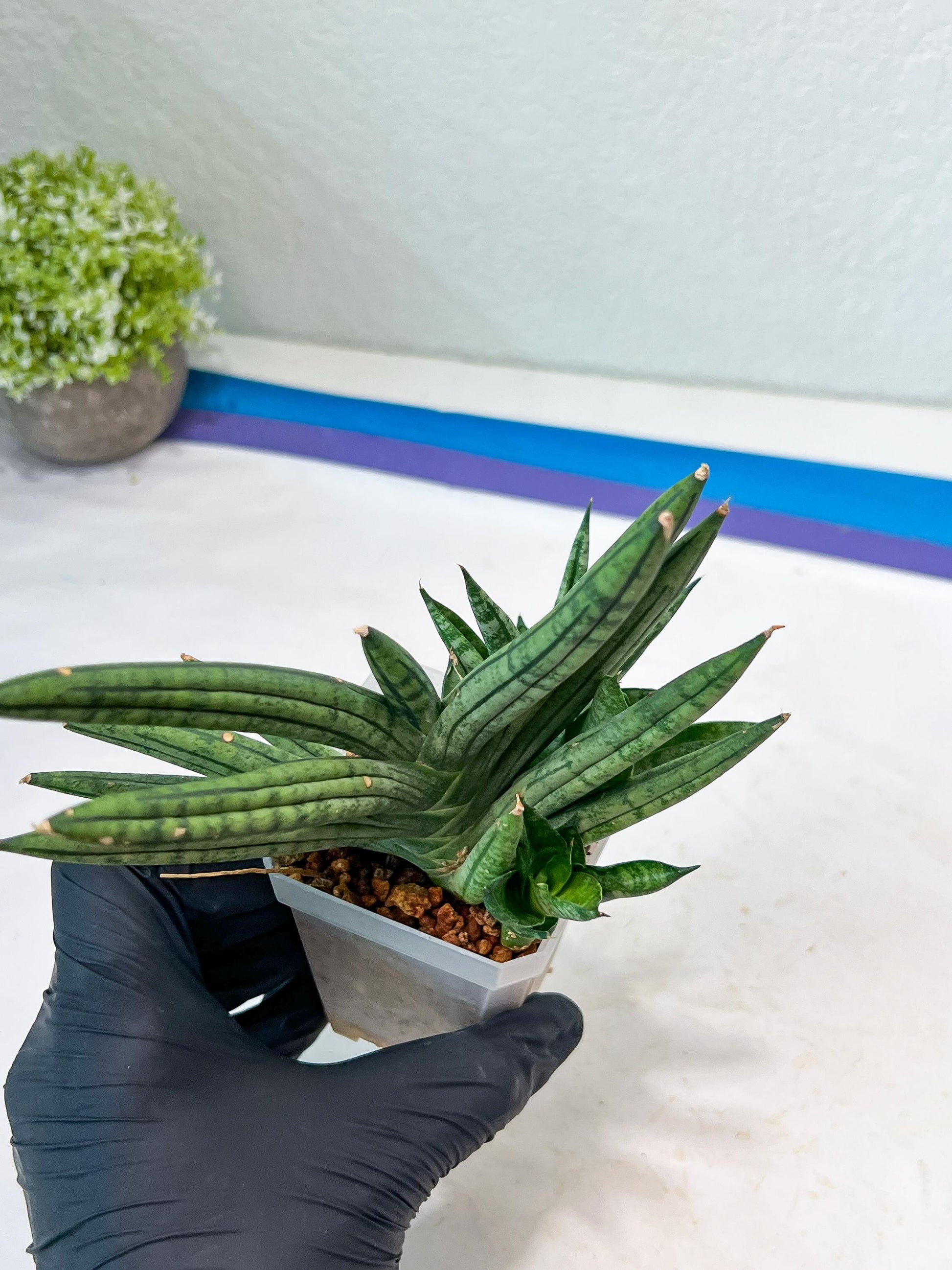 Sansevieria Zebra Tail (#AC19) | Imported Snake Plant