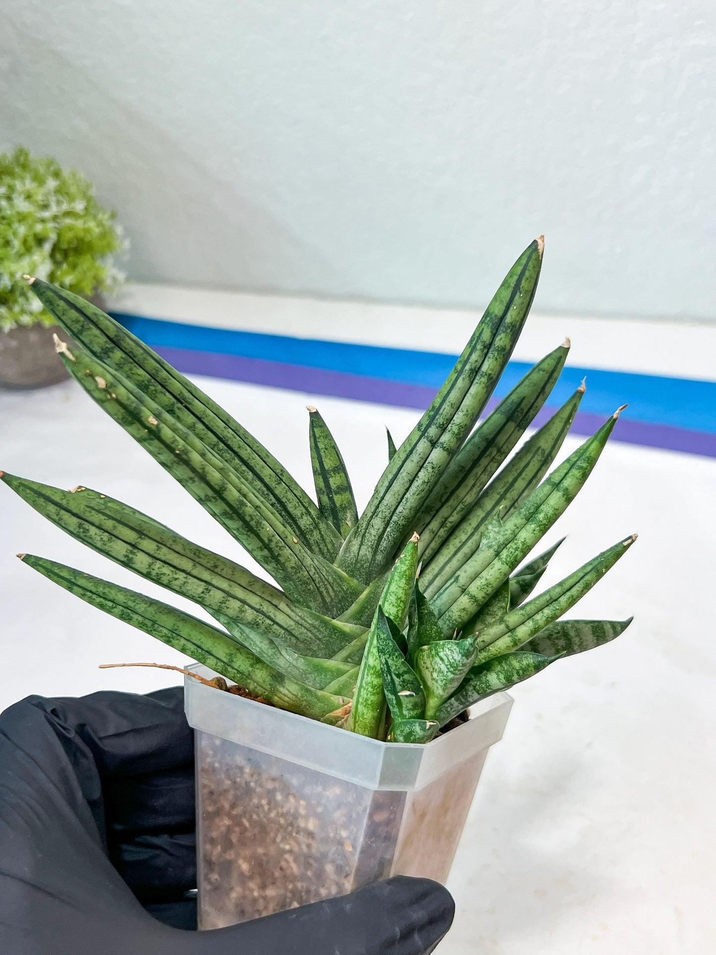 Sansevieria Zebra Tail (#AC19) | Imported Snake Plant