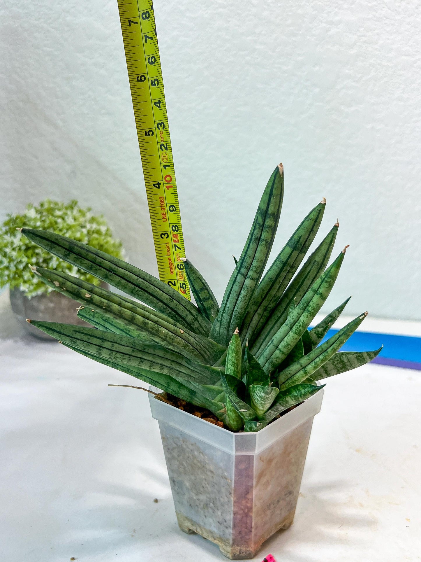 Sansevieria Zebra Tail (#AC19) | Imported Snake Plant
