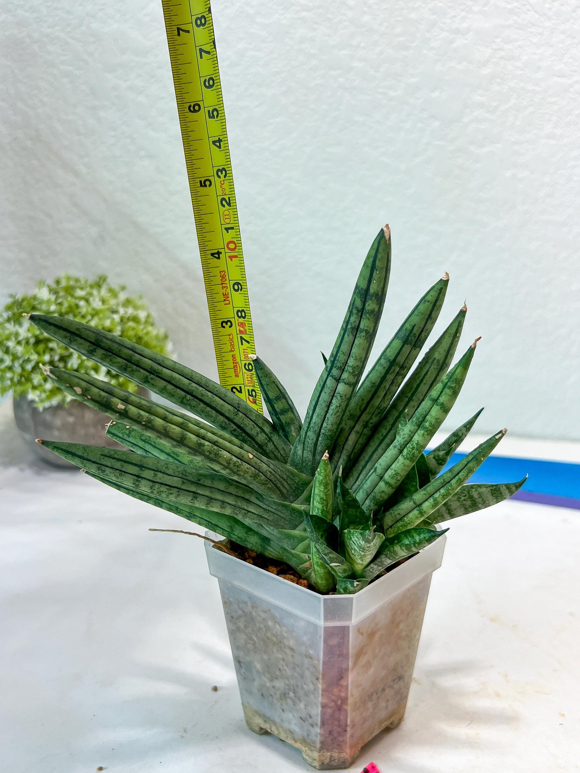Sansevieria Zebra Tail (#AC19) | Imported Snake Plant