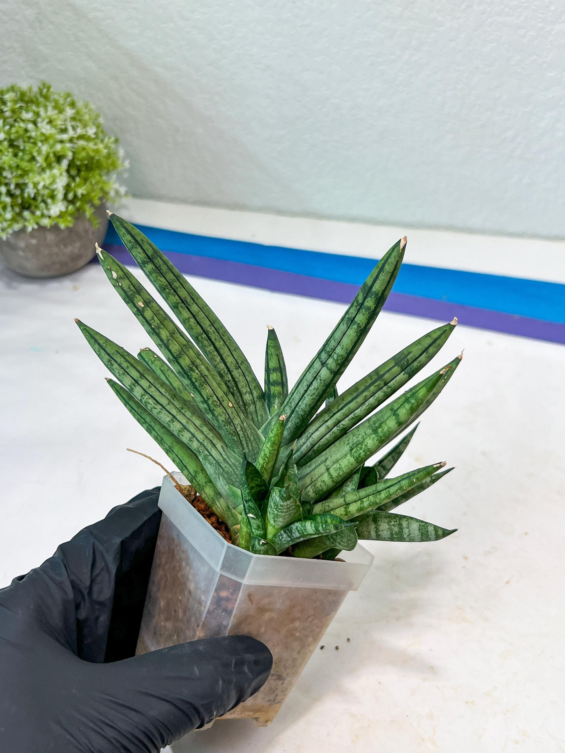 Sansevieria Zebra Tail (#AC19) | Imported Snake Plant